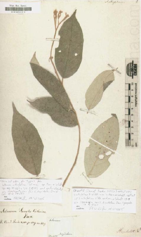 Solanum citrifolium, Alexander von Humboldt